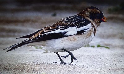 Mdet med de sovjetrussiske snespurve