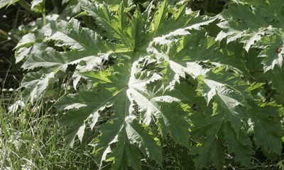 Pengene mangler: Skal udryddes p hele en