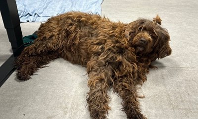 Ejeren til l�ssluppen hund har nu meldt sig