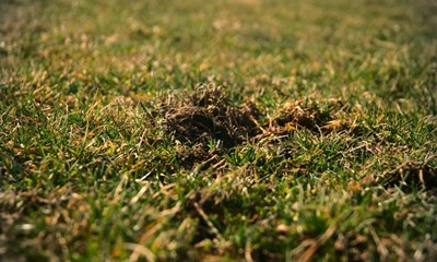 Slip af med muldvarper og mosegrise  professionel bekmpelse der virker