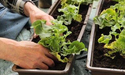 Smarte haver i sm rum: Sdan dyrker du grnt med minimal indsats