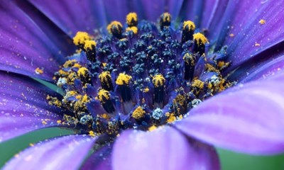 Blomster bringer glde  nu hurtigere og mere personligt end nogensinde