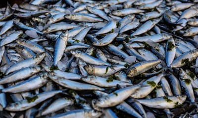 Mad der samler  3 festlige retter til Esbjergs store og sm fejringer