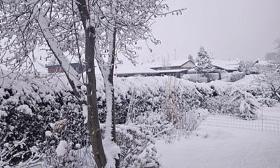 Dagens billede: En smuk snefyldt morgen