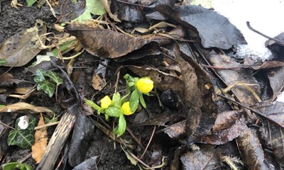 Dagens billede: S� kom den f�rste for�rsbebuder