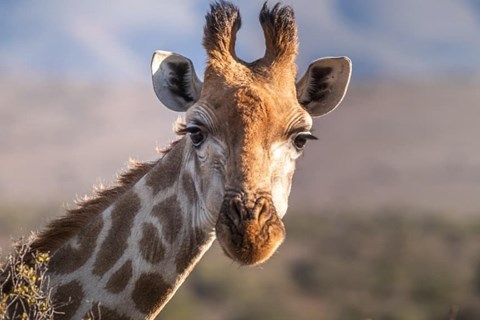 Alt du skal vide om serum til �jenvipper - din guide til l�ngere og fyldigere vipper