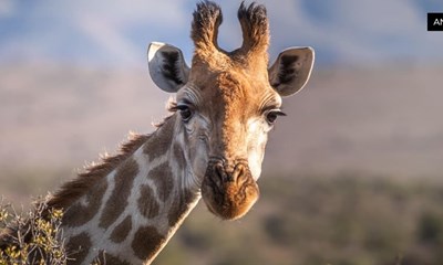 Alt du skal vide om serum til �jenvipper - din guide til l�ngere og fyldigere vipper