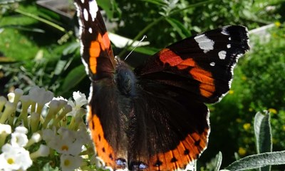 Nu kommer der flotte sommerfugle og glimmerbsser