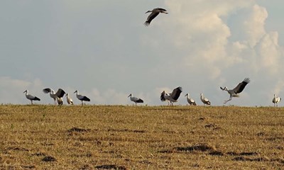 Usdvanligt naturfnomen i Ibsker