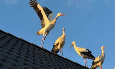 Uventet besg: Det var et fantastisk syn