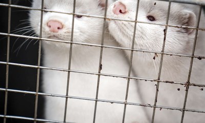 Minkene har etableret sig p Bornholm 