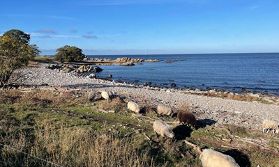 Dagens billede: Frene har det varmt ved Ypnasted