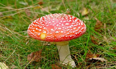 De smukke og giftige fluesvampe