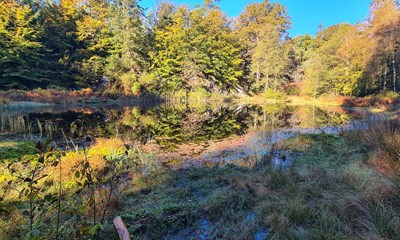 Dagens billede: Kohullet i Almindingen viser sig spejlblank