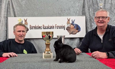 Ros af dommerne: Kaniner i topform