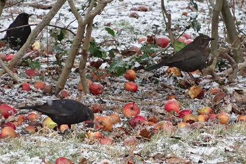 Gode rd til vinteren: Opfr dig som en elefant