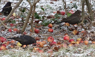 Gode rd til vinteren: Opfr dig som en elefant