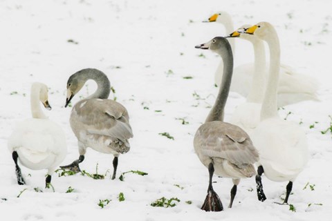 De nordiske syngende svaner