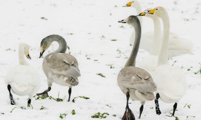 De nordiske syngende svaner