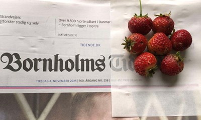 Dagens billede: Mon ikke, det er rets sidste jordbr? 