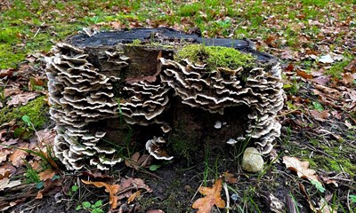 Dagens billede: Svampetid