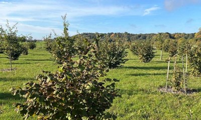 Det ser lovende ud for storstilet projekt