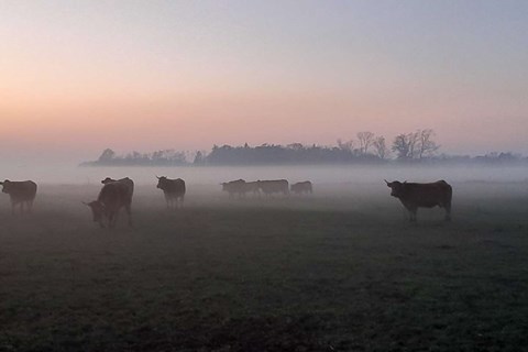 Dagens billede: Ker i aftendis