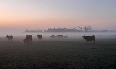 Dagens billede: Ker i aftendis