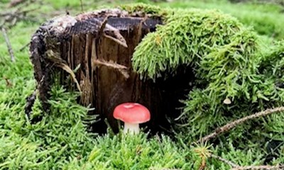 Dagens billede: Nabo p svampejagt.