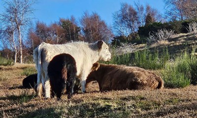 Dagens billede: Ker i sol