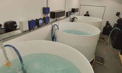 Nyt erhvervseventyr: 10.000 rejelarver p vej til Nex