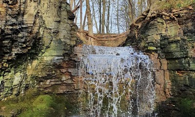 Dagens billede: Risebkken i natursknne Sose