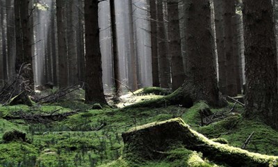 Drop dyre juledekorationer - her kan du finde dem gratis