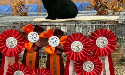 Strk bornholmsk indsats ved Sjllandsmesterskabet for kaniner