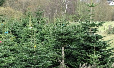 Juletr�ets glemte historie