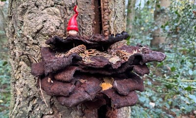 Dagens billede: Nisse i lystskoven