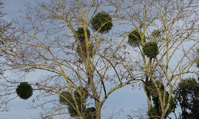 Julens skjulte historie