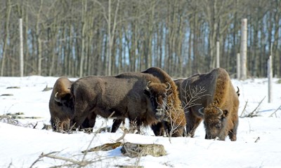 P� tur efter bisoner