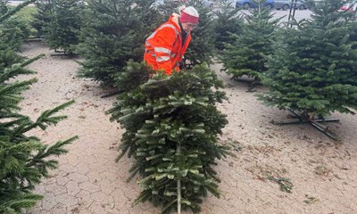 Tr�et er inde i varmen: 'Vi har det meget sjovt'