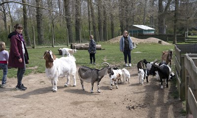 Giv juletr�et til gederne 