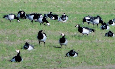 Mildere vintre forvandler Bornholms fugle og fisk