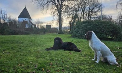 Hvad hunde kan l�re os om livet og Guds rige