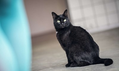 K�rte videre efter p�k�rsel: 'Der er altid en undskyldning'