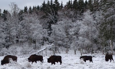 Naturen i vinterens kulde og sne