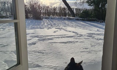 Dagens billede: Kat holder sig til politiets p�bud