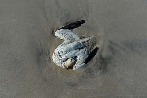 Fuglefolket t�ller d�de dyr