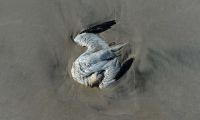 Fuglefolket t�ller d�de dyr