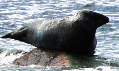 Fredet rovdyr presser torsk mod bunden