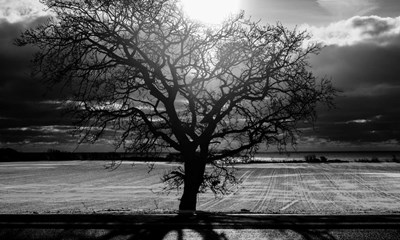 Dagens billede: Et ensomt tr� - kun i selskab af solen, jeg selv og mine spor i sneen