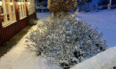 S�ndagsbuffet p� glatis